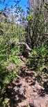 Plants: image 63 Of 208 Thumb